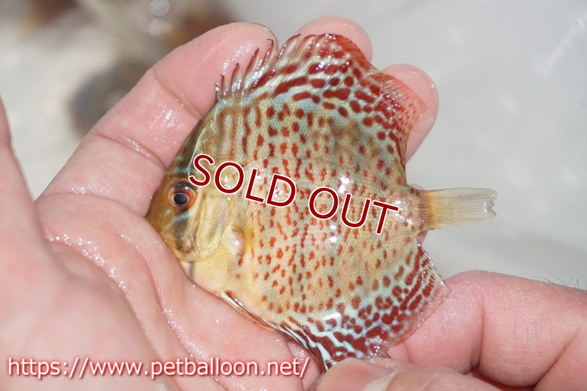 画像3: 【ディスカス】オリエンタルレオパード【５匹】【サンプル画像】5-6cm（生体）ペナン　ブリーダーTAN CHEE LOK (3)