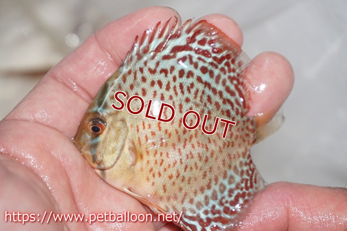 画像4: 【ディスカス】オリエンタルレオパード【５匹】【サンプル画像】5-6cm（生体）ペナン　ブリーダーTAN CHEE LOK (4)