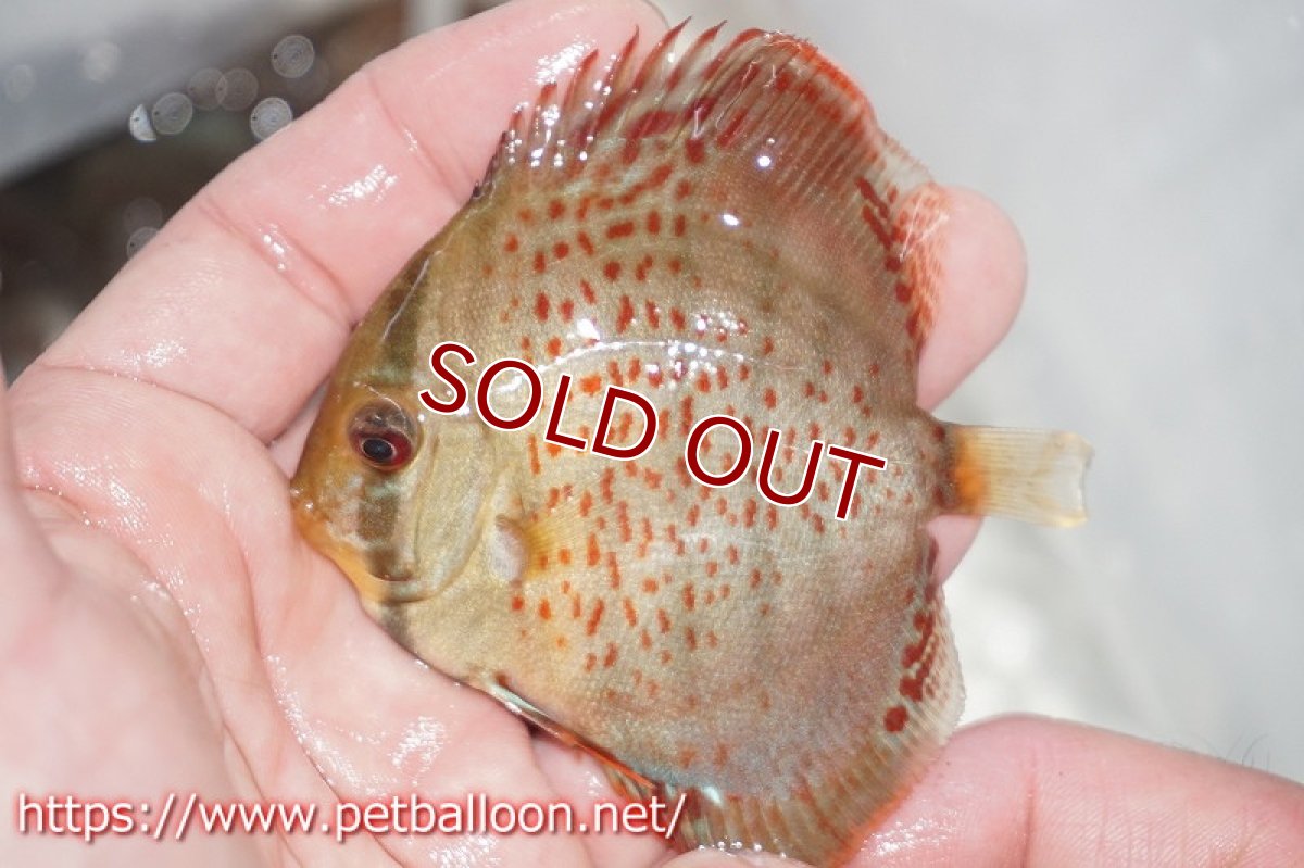 画像2: 【ディスカス】ロイヤルグリーンF4【１匹】【サンプル画像】5-6cm（生体）ペナン　ブリーダーTAN CHEE LOK (2)