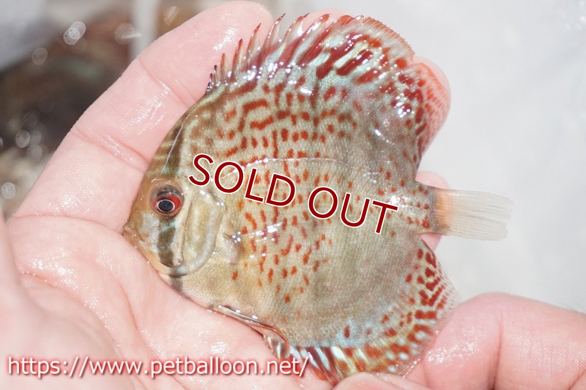 画像3: 【ディスカス】ロイヤルグリーンF4【１匹】【サンプル画像】5-6cm（生体）ペナン　ブリーダーTAN CHEE LOK (3)