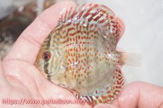 画像3: 【ディスカス】ロイヤルグリーンF4【３匹】【サンプル画像】5-6cm（生体）ペナン　ブリーダーTAN CHEE LOK (3)