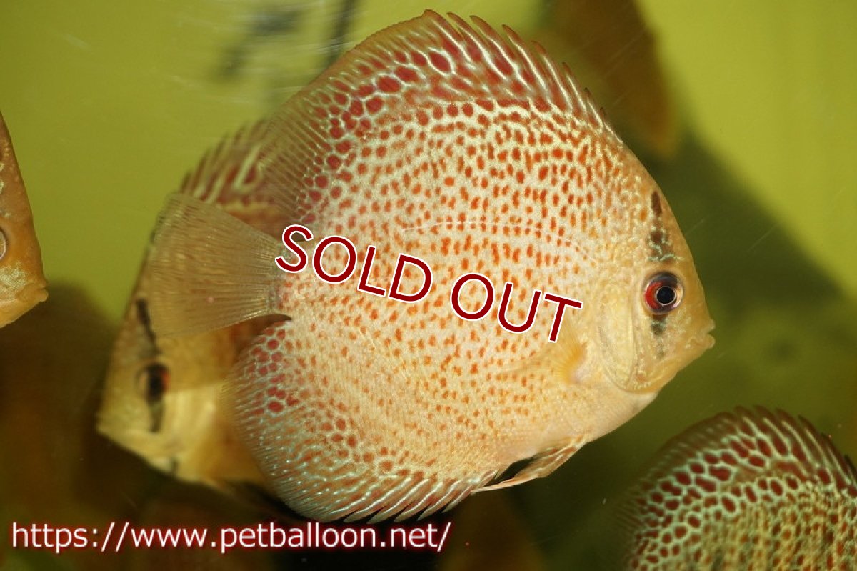 画像2: 【ディスカス】オリエンタルドリーム【３匹】【サンプル画像】5-6cm（生体）ペナン　ブリーダーTAN CHEE LOK (2)