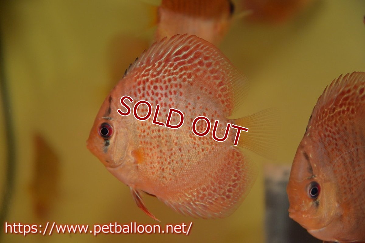 画像3: 【ディスカス】オリエンタルドリーム【３匹】【サンプル画像】5-6cm（生体）ペナン　ブリーダーTAN CHEE LOK (3)