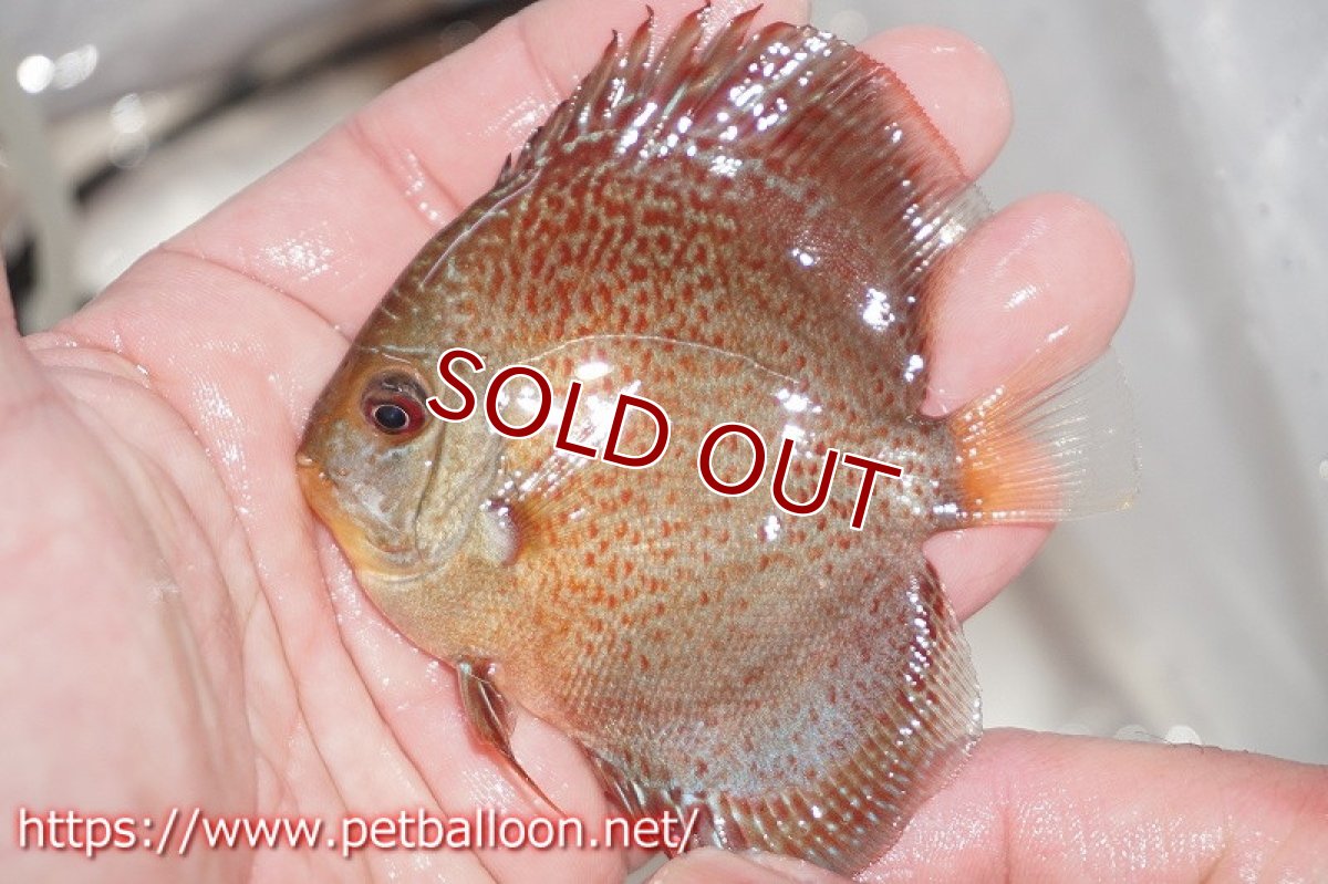 画像4: 【ディスカス】オリエンタルドリーム【３匹】【サンプル画像】5-6cm（生体）ペナン　ブリーダーTAN CHEE LOK (4)