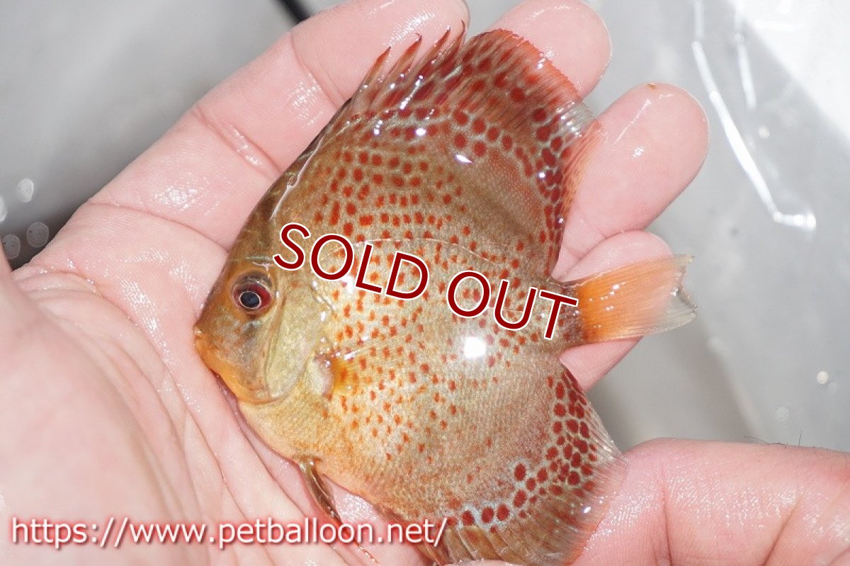 画像5: 【ディスカス】オリエンタルドリーム【５匹】【サンプル画像】5-6cm（生体）ペナン　ブリーダーTAN CHEE LOK (5)