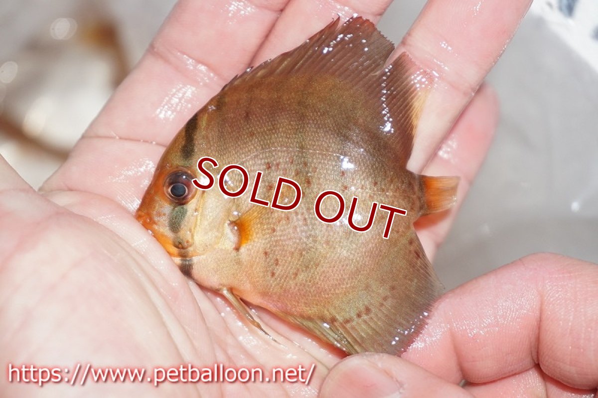 画像2: 【ディスカス】レッドスポッテッドグリーン【５匹】【サンプル画像】5-6cm（生体）ペナン　ブリーダーTAN CHEE LOK (2)