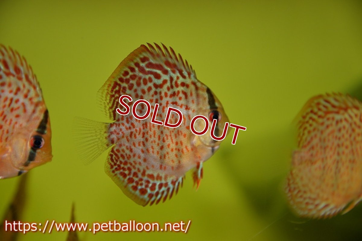 画像4: 【ディスカス】タンジェリンドリームスペシャル【１匹】【サンプル画像】5-6cm（生体）ペナン　ブリーダーTAN CHEE LOK (4)