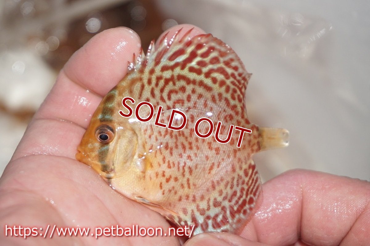 画像5: 【ディスカス】タンジェリンドリームスペシャル【１匹】【サンプル画像】5-6cm（生体）ペナン　ブリーダーTAN CHEE LOK (5)