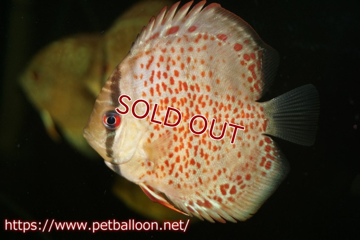 画像2: 【ディスカス】タンジェリンドリームスペシャル【３匹】【サンプル画像】5-6cm（生体）ペナン　ブリーダーTAN CHEE LOK (2)