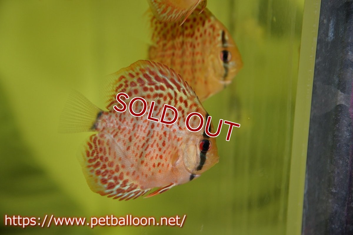 画像3: 【ディスカス】タンジェリンドリームスペシャル【５匹】【サンプル画像】5-6cm（生体）ペナン　ブリーダーTAN CHEE LOK (3)