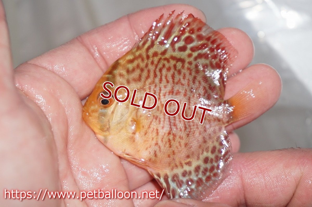 画像6: 【ディスカス】タンジェリンドリームスペシャル【５匹】【サンプル画像】5-6cm（生体）ペナン　ブリーダーTAN CHEE LOK (6)