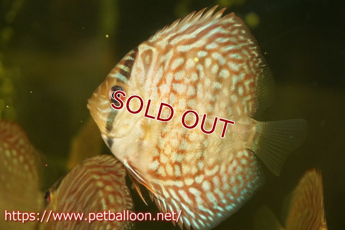 画像2: 【ディスカス】ギャラクシーターコイズ【１匹】【サンプル画像】5-6cm（生体）ペナン　ブリーダーTAN CHEE LOK (2)