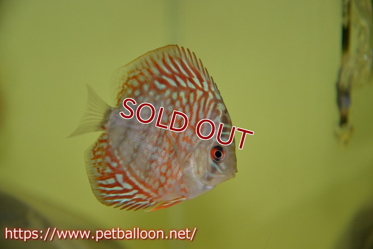 画像4: 【ディスカス】ギャラクシーターコイズ【３匹】【サンプル画像】5-6cm（生体）ペナン　ブリーダーTAN CHEE LOK (4)