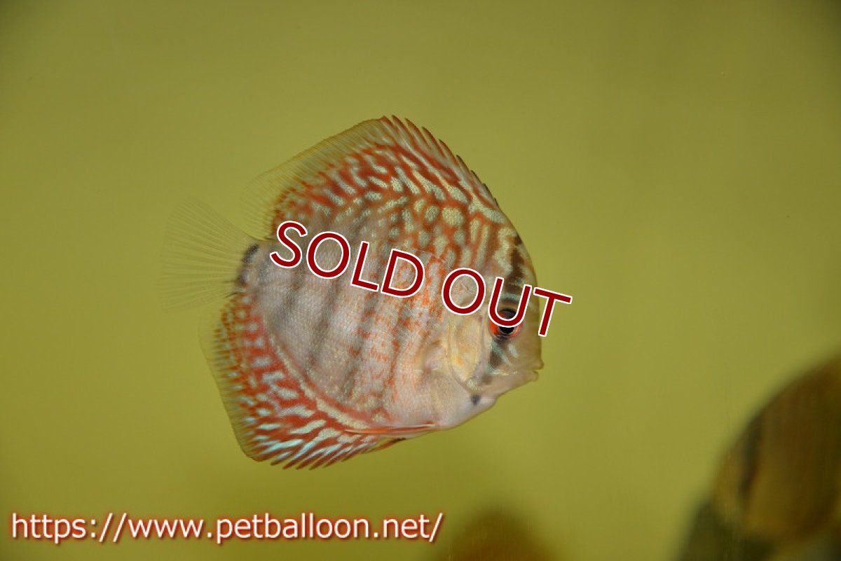 画像3: 【ディスカス】ギャラクシーターコイズ【５匹】【サンプル画像】5-6cm（生体）ペナン　ブリーダーTAN CHEE LOK (3)