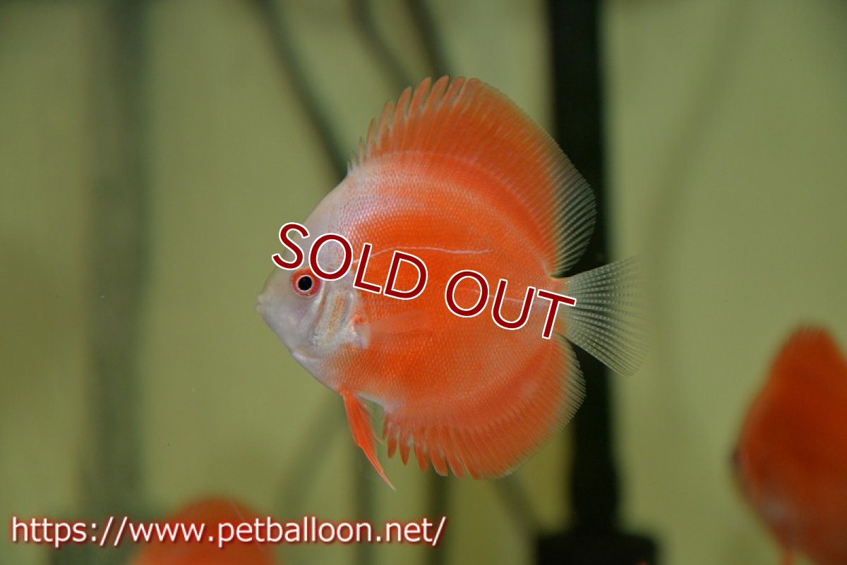 画像2: 【ディスカス】レッドゴールドダイヤモンド【１匹】【サンプル画像】5-6cm（生体）ペナン　ブリーダーTAN CHEE LOK (2)