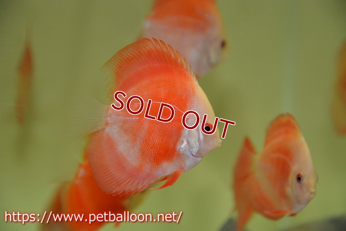 画像2: 【ディスカス】レッドゴールドダイヤモンド【５匹】【サンプル画像】5-6cm（生体）ペナン　ブリーダーTAN CHEE LOK (2)