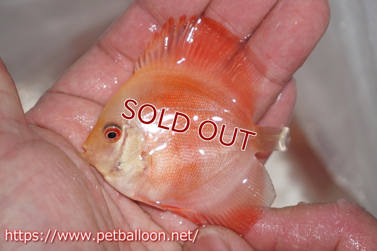 画像3: 【ディスカス】レッドゴールドダイヤモンド【５匹】【サンプル画像】5-6cm（生体）ペナン　ブリーダーTAN CHEE LOK (3)