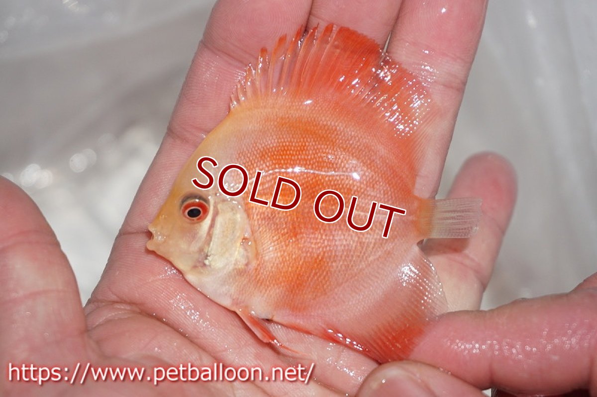 画像4: 【ディスカス】レッドゴールドダイヤモンド【５匹】【サンプル画像】5-6cm（生体）ペナン　ブリーダーTAN CHEE LOK (4)