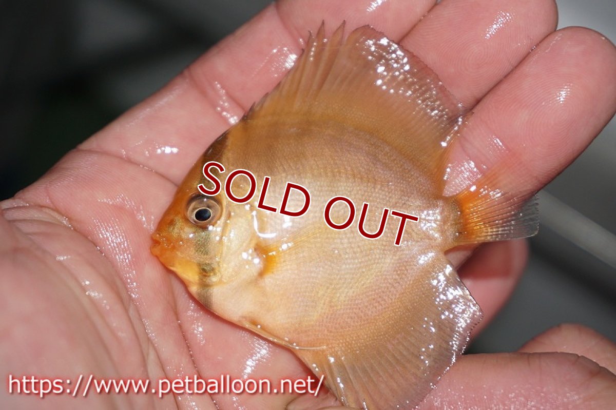 画像3: 【ディスカス】フレームオブフォレスト×アレンカークリペア【１匹】【サンプル画像】5-6cm（生体）ペナン　ブリーダーTAN CHEE LOK (3)