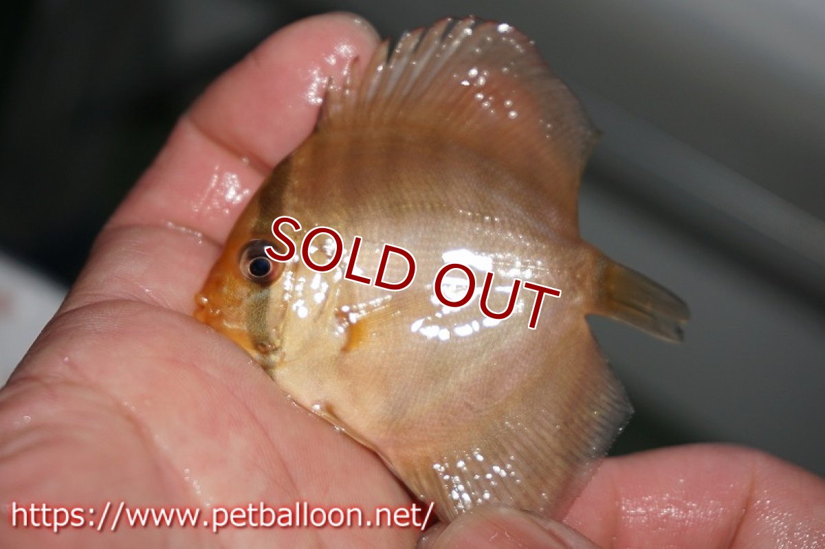 画像2: 【ディスカス】フレームオブフォレスト×アレンカークリペア【５匹】【サンプル画像】5-6cm（生体）ペナン　ブリーダーTAN CHEE LOK (2)