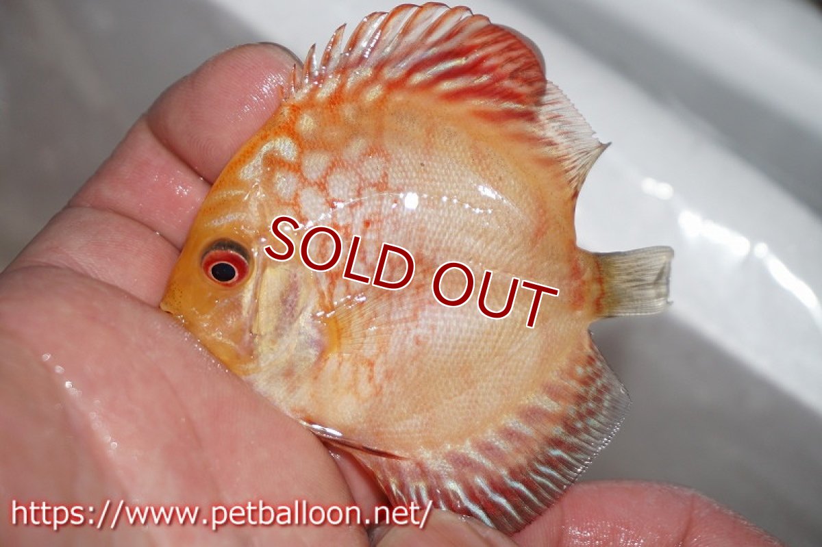 画像2: 【ディスカス】レッドマップスタイガー【１匹】【サンプル画像】5-6cm（生体）ペナン　ブリーダーTAN CHEE LOK (2)