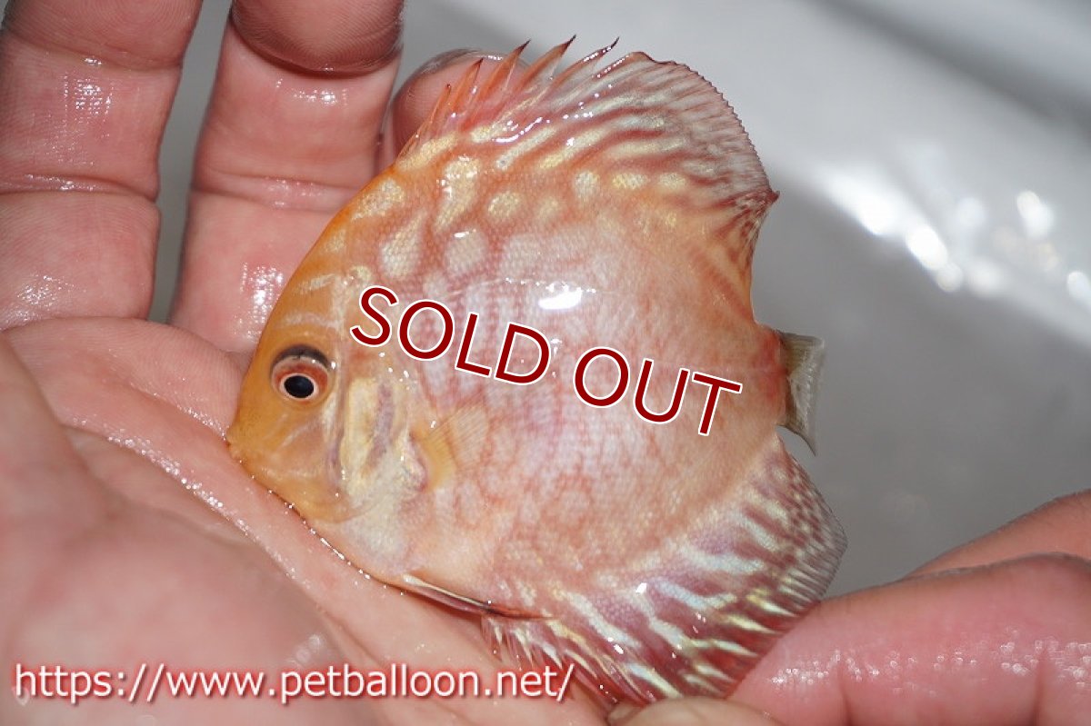 画像3: 【ディスカス】レッドマップスタイガー【３匹】【サンプル画像】5-6cm（生体）ペナン　ブリーダーTAN CHEE LOK (3)