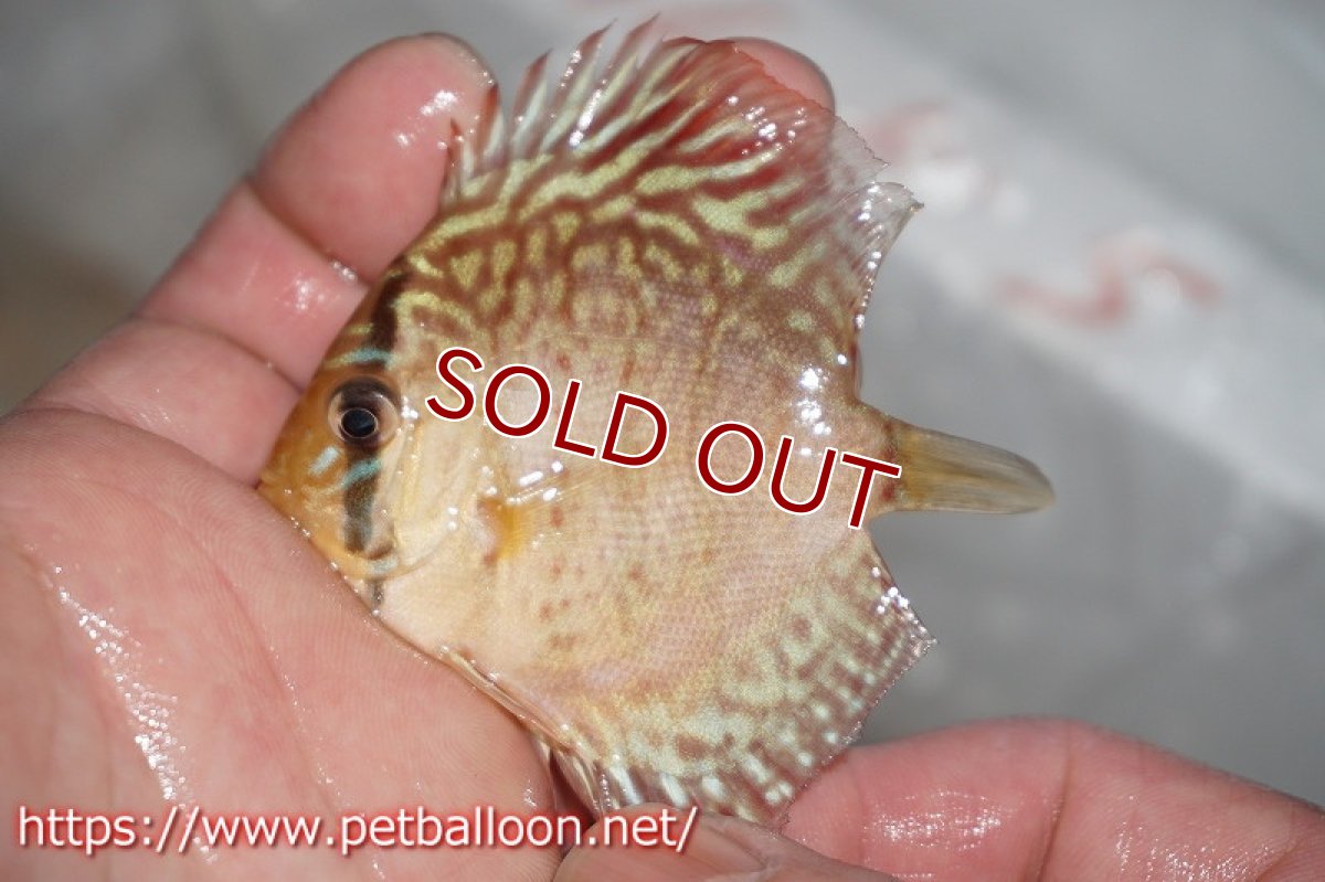 画像2: 【ディスカス】ジャイアントレッドターコイズ 【５匹】【サンプル画像】5-6cm（生体）ペナン　ブリーダーTAN CHEE LOK (2)