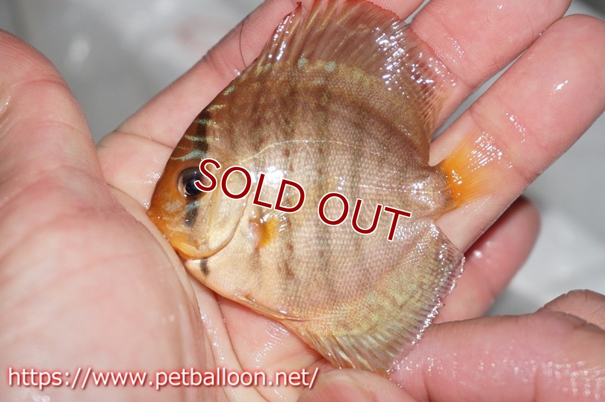 画像3: 【ディスカス】ジャイアントレッドターコイズ 【５匹】【サンプル画像】5-6cm（生体）ペナン　ブリーダーTAN CHEE LOK (3)