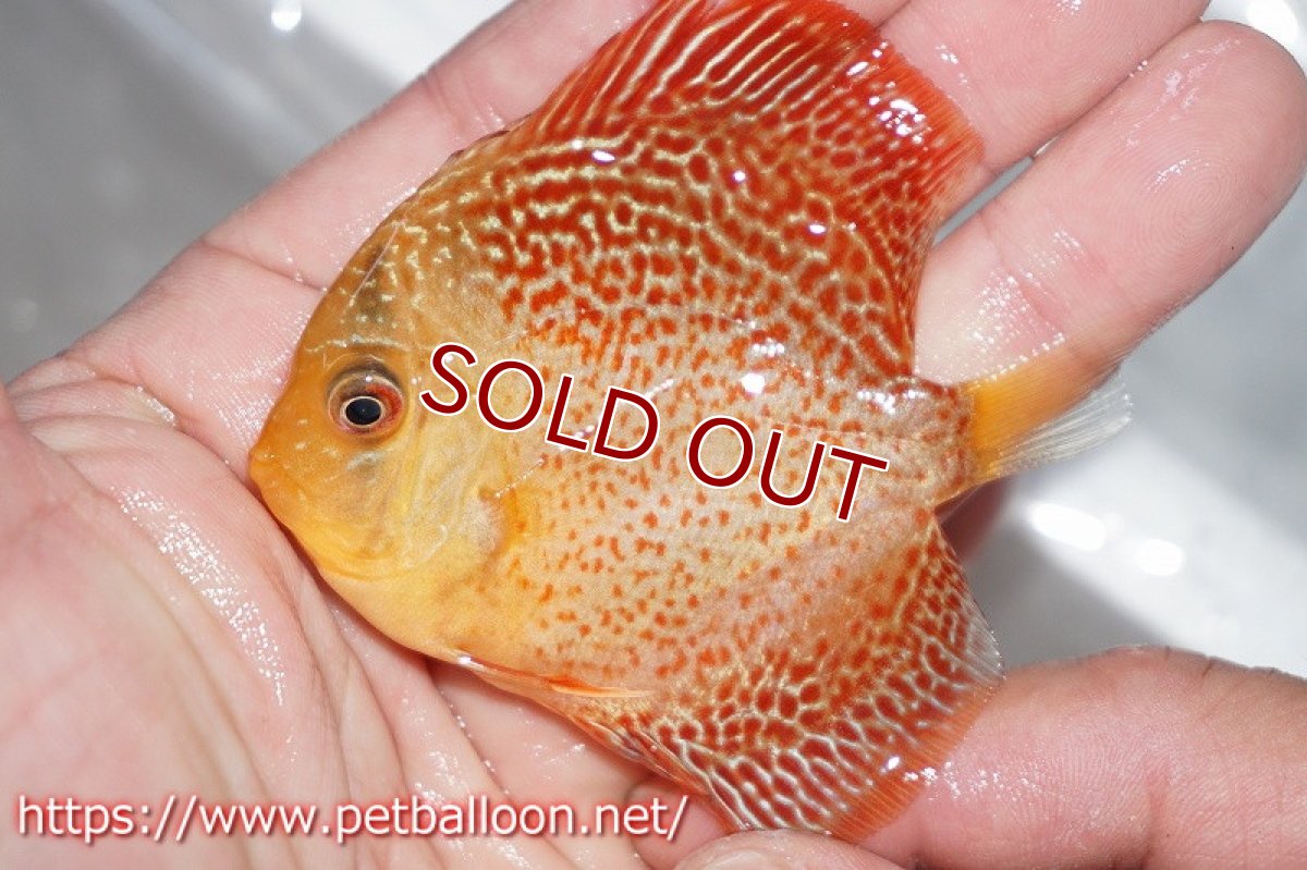 画像3: 【ディスカス】レオパードスネークスキン【１匹】【サンプル画像】5-6cm（生体）ペナン　ブリーダー コイケンロック (3)