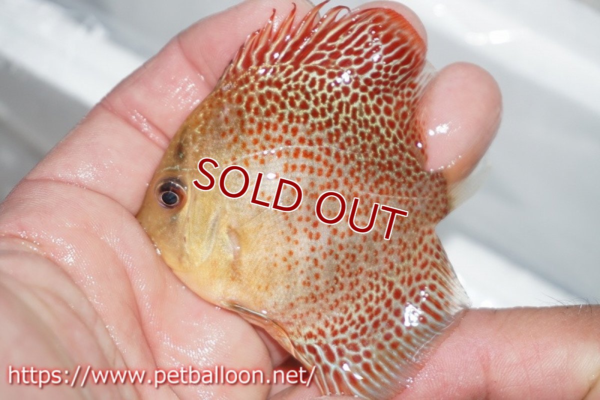 画像2: 【ディスカス】レオパードスネークスキン【５匹】【サンプル画像】5-6cm（生体）ペナン　ブリーダー コイケンロック (2)