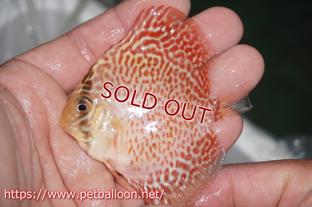 画像3: 【ディスカス】レッドスポットグリーン【１匹】【サンプル画像】5-6cm（生体）ペナン　ブリーダー コイケンロック (3)