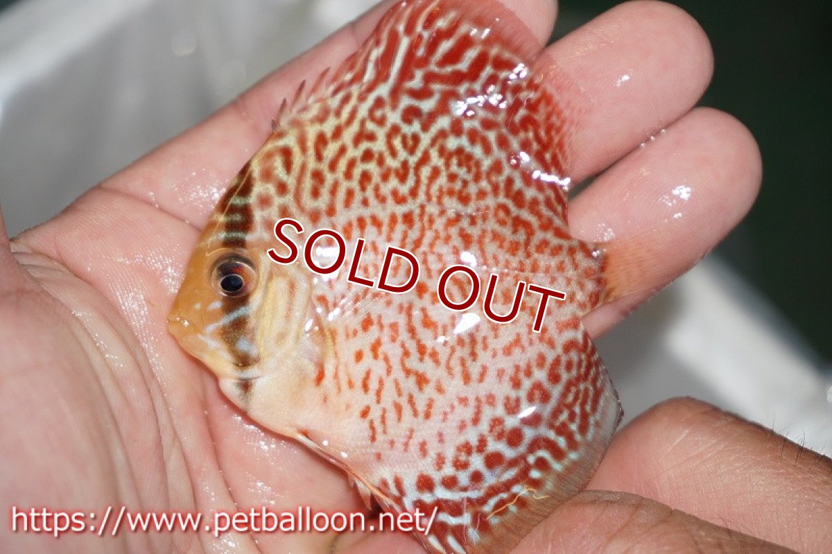 画像2: 【ディスカス】レッドスポットグリーン【５匹】【サンプル画像】5-6cm（生体）ペナン　ブリーダー コイケンロック (2)