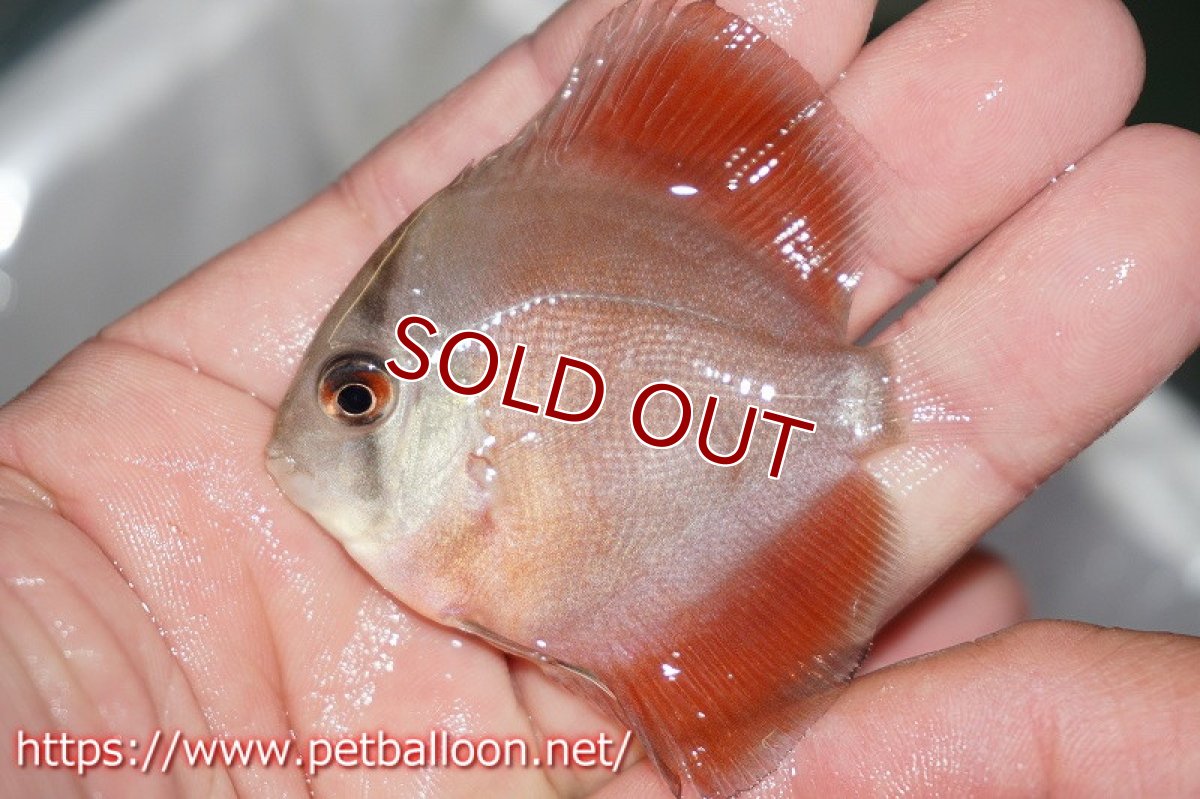 画像2: 【ディスカス】スーパーレッドカバー【１匹】【サンプル画像】5-6cm（生体）ペナン　ブリーダー コイケンロック (2)