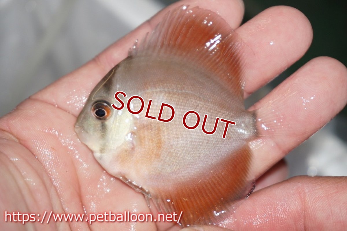 画像3: 【ディスカス】スーパーレッドカバー【５匹】【サンプル画像】5-6cm（生体）ペナン　ブリーダー コイケンロック (3)