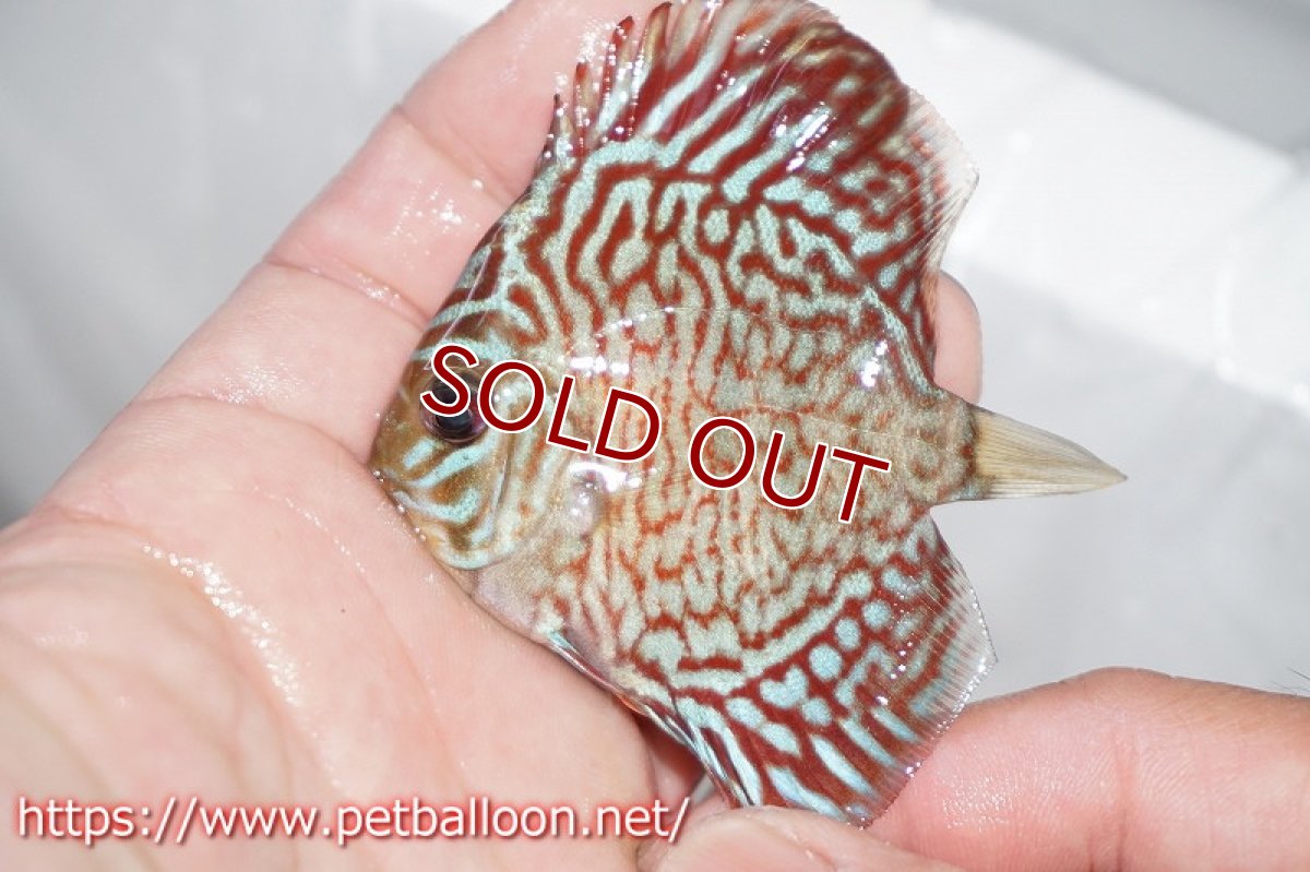 画像2: 【ディスカス】モザイクレッドターコイズ【１匹】【サンプル画像】5-6cm（生体）ペナン　ブリーダー コイケンロック (2)