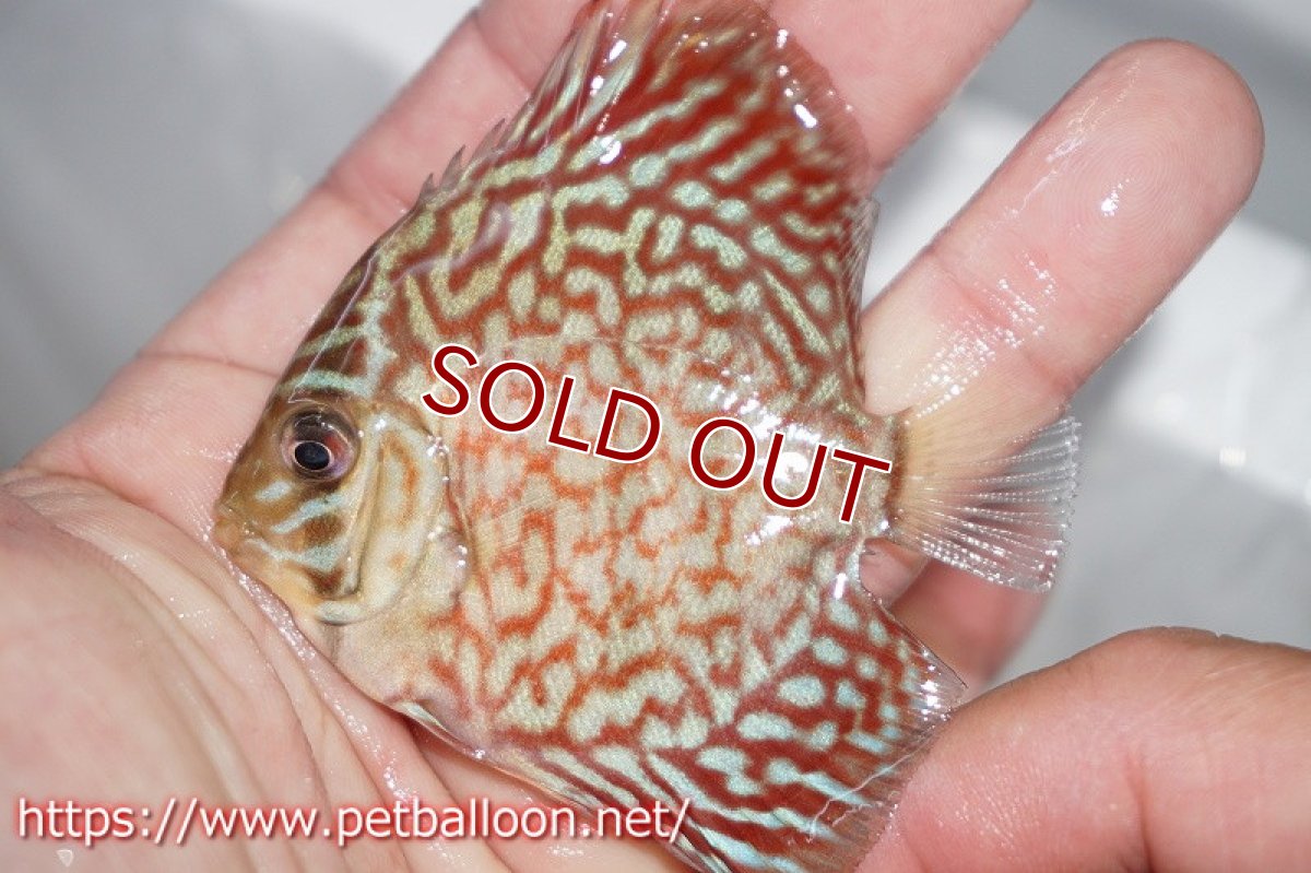 画像3: 【ディスカス】モザイクレッドターコイズ【５匹】【サンプル画像】5-6cm（生体）ペナン　ブリーダー コイケンロック (3)