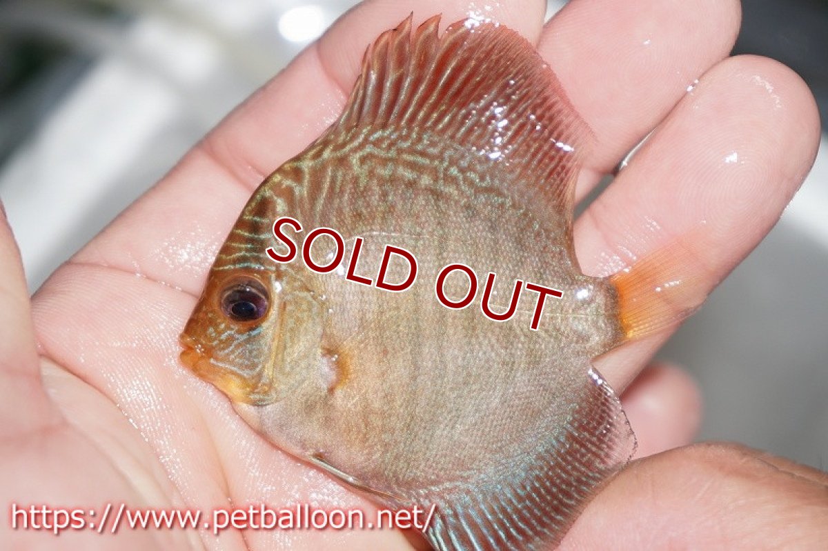 画像2: 【ディスカス】レッドスパイダースネーク【３匹】【サンプル画像】6cm （生体）ペナン　ブリーダーTAN CHEE LOK (2)