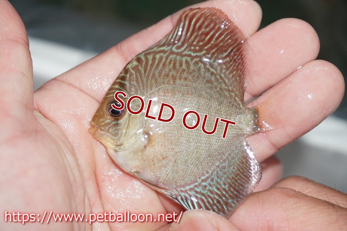 画像3: 【ディスカス】レッドスパイダースネーク【３匹】【サンプル画像】6cm （生体）ペナン　ブリーダーTAN CHEE LOK (3)