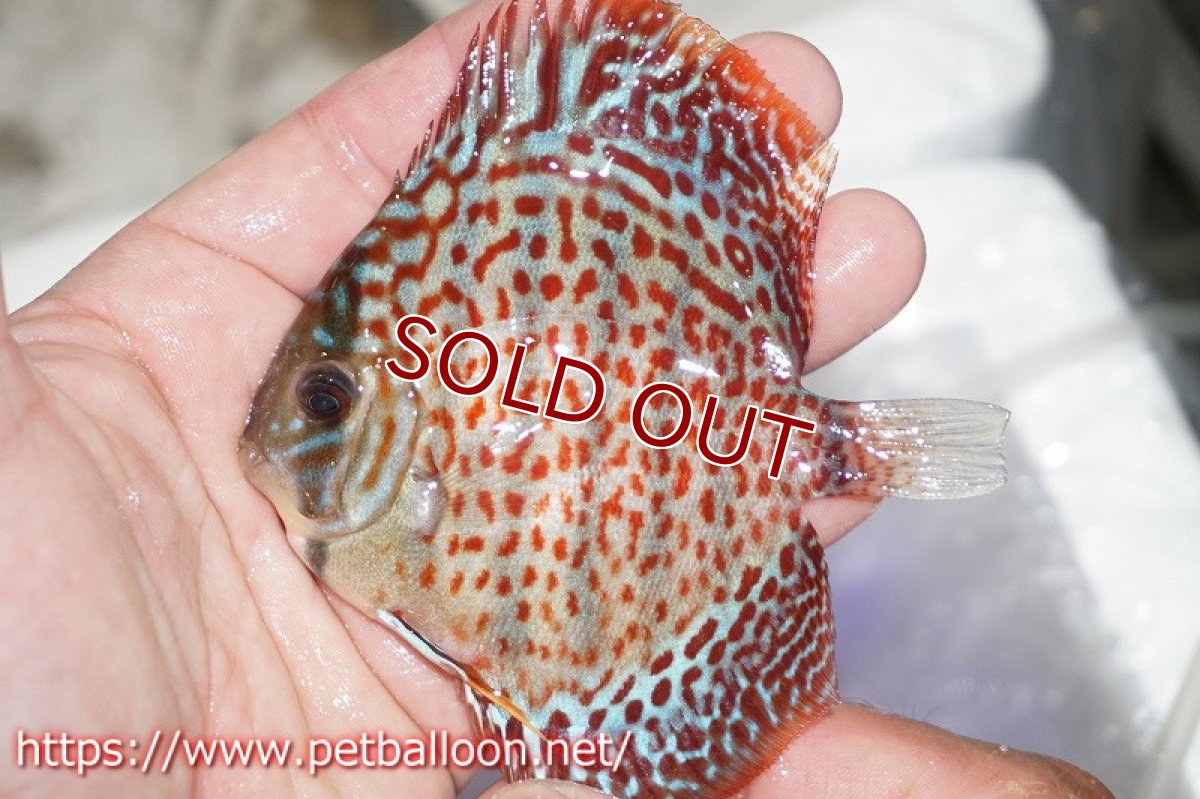 画像2: 【ディスカス】オリエンタルレオパード【１匹】【サンプル画像】7-8cm（生体）ペナン　ブリーダーTAN CHEE LOK (2)