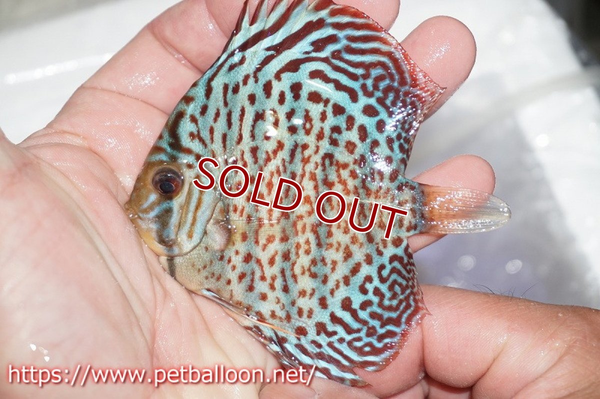 画像3: 【ディスカス】オリエンタルレオパード【１匹】【サンプル画像】7-8cm（生体）ペナン　ブリーダーTAN CHEE LOK (3)