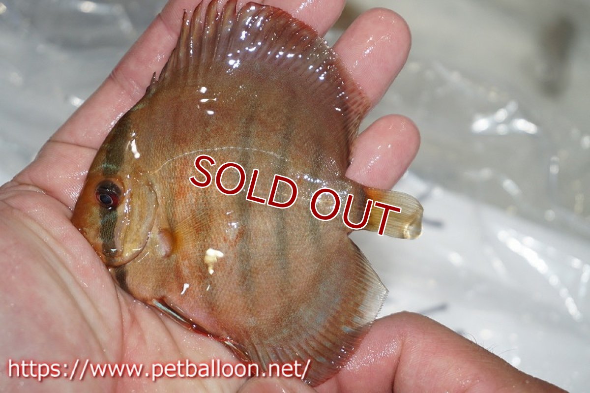 画像3: 【ディスカス】クリペアクロスフレームオブフォレスト【１匹】【サンプル画像】6cm（生体）ペナン　ブリーダーTAN CHEE LOK (3)