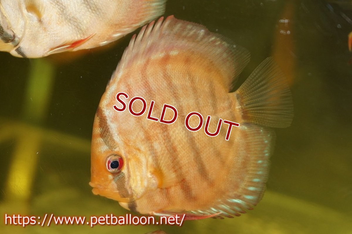 画像2: 【ディスカス】クリペアクロスフレームオブフォレスト【３匹】【サンプル画像】6cm（生体）ペナン　ブリーダーTAN CHEE LOK (2)