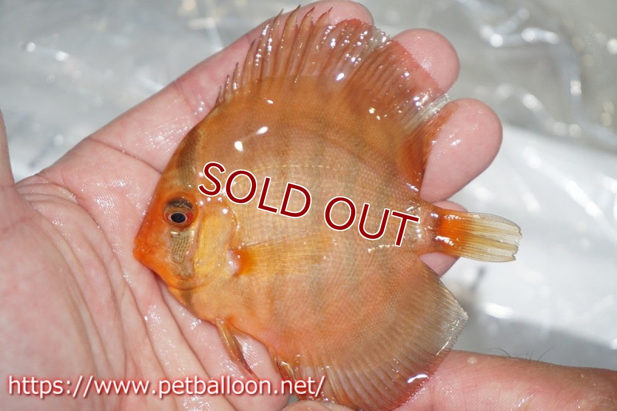 画像4: 【ディスカス】クリペアクロスフレームオブフォレスト【５匹】【サンプル画像】6cm（生体）ペナン　ブリーダーTAN CHEE LOK (4)