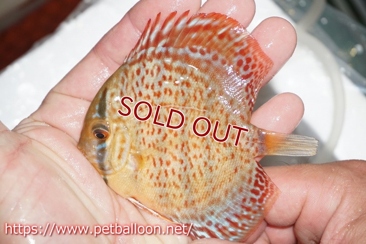 画像3: 【ディスカス】レッドスポットグリーンレオパード【１匹】【サンプル画像】7-8cm（生体）ペナン　ブリーダーTAN CHEE LOK (3)