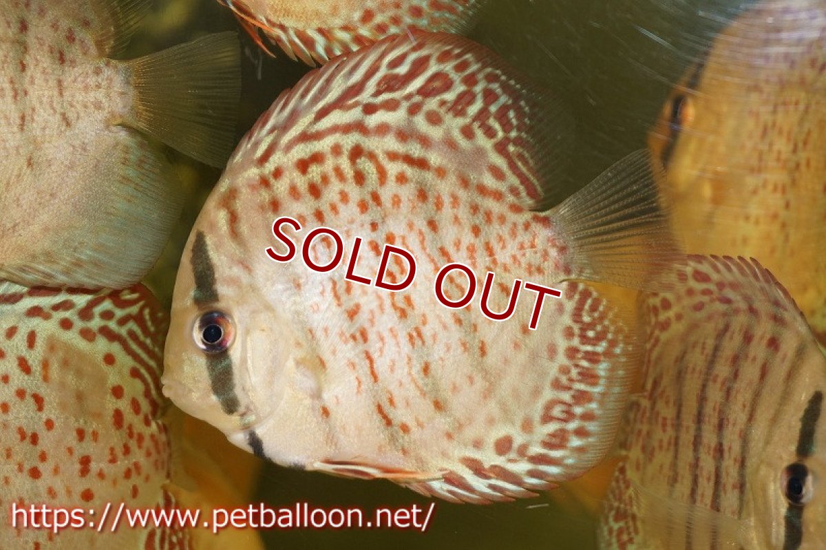 画像2: 【ディスカス】レッドスポットグリーンレオパード【３匹】【サンプル画像】7-8cm（生体）ペナン　ブリーダーTAN CHEE LOK (2)