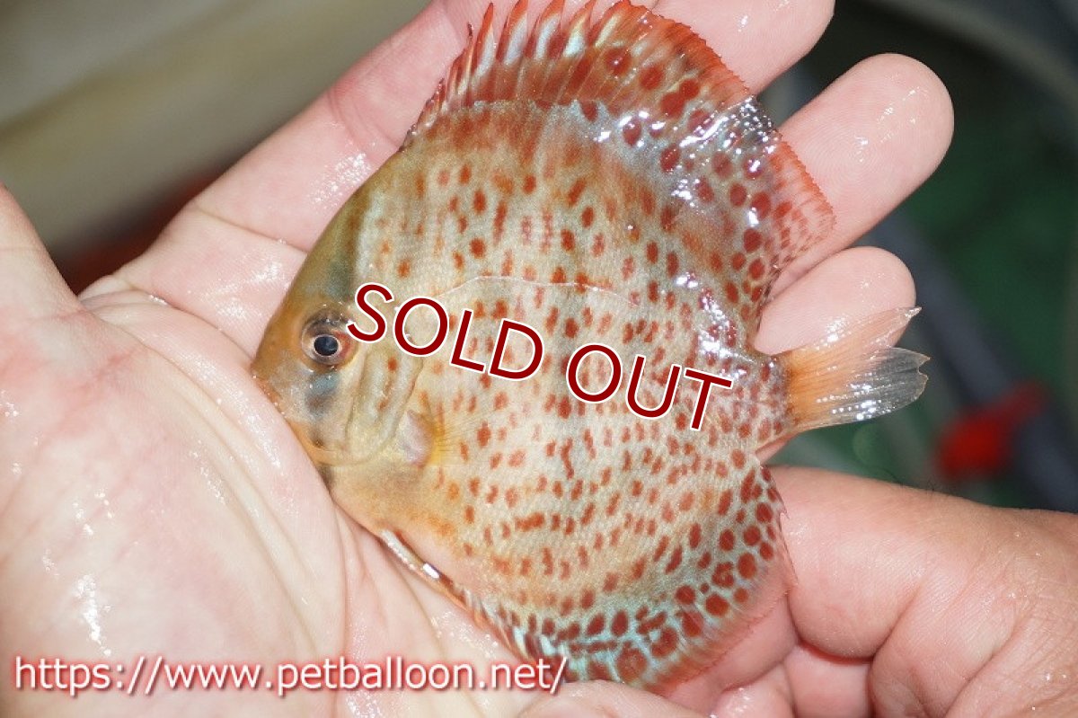 画像4: 【ディスカス】レッドスポットグリーンレオパード【５匹】【サンプル画像】7-8cm（生体）ペナン　ブリーダーTAN CHEE LOK (4)