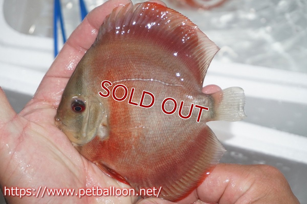 画像3: 【ディスカス】スーパーレッドカバー【サンプル画像】13cm（生体）ペナン　ブリーダーTAN CHEE LOK (3)