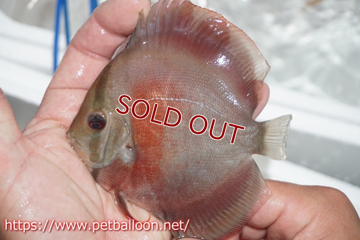 画像4: 【ディスカス】スーパーレッドカバー【サンプル画像】13cm（生体）ペナン　ブリーダーTAN CHEE LOK (4)