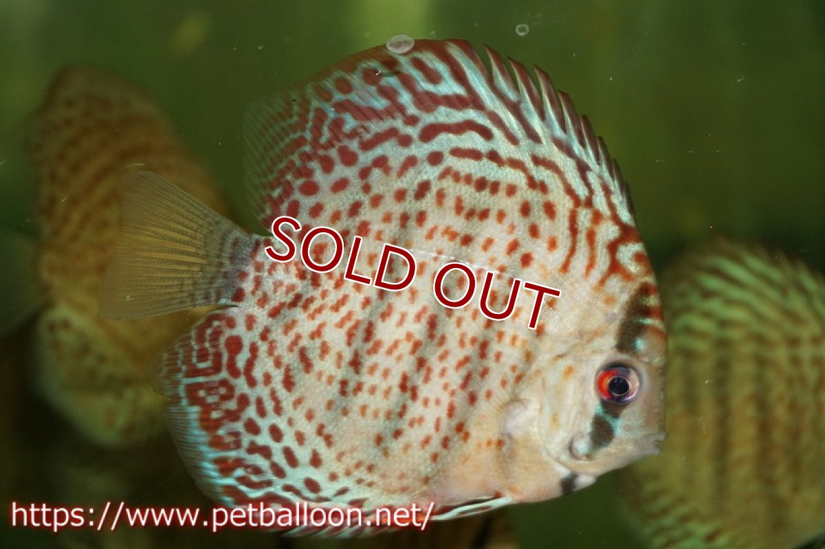 画像2: 【ディスカス】キングコブラ×ロイヤルグリーン【１匹】【サンプル画像】7-8cm（生体）ペナン　ブリーダーTAN CHEE LOK (2)