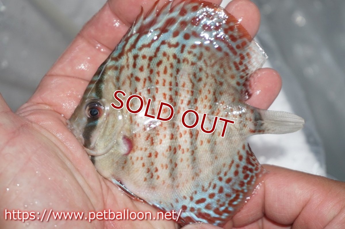 画像4: 【ディスカス】キングコブラ×ロイヤルグリーン【１匹】【サンプル画像】7-8cm（生体）ペナン　ブリーダーTAN CHEE LOK (4)